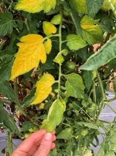 Tomato wilt